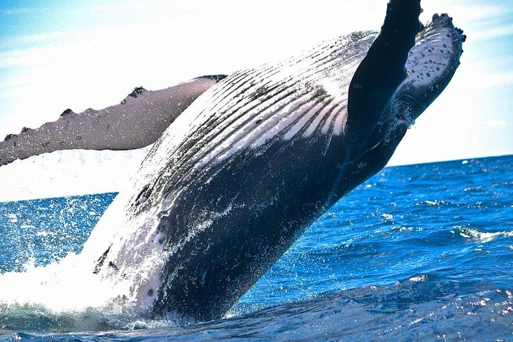 Gigantic Southern Right whale